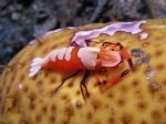 Emperor Shrimp on Seacucumber